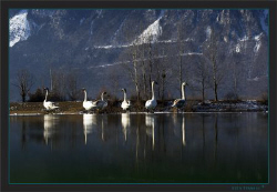 A swan family resting on the frozen pond by Sven Tramaux 
